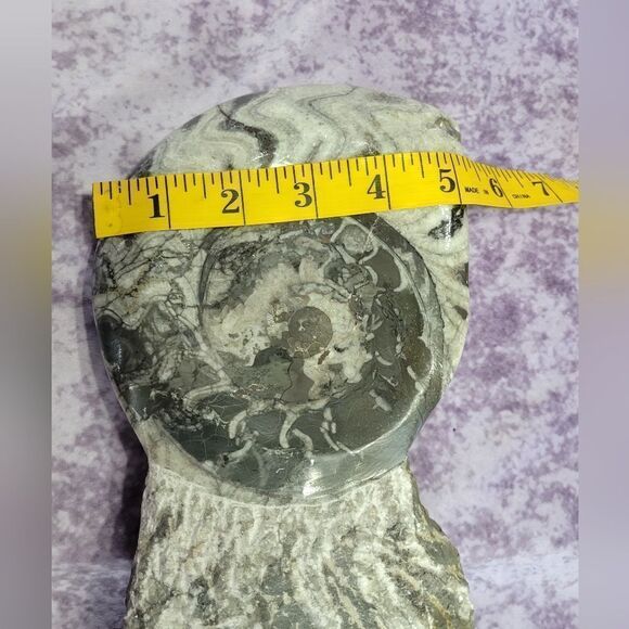 Ammonite & Goniatte Fossil Free Standing - Picture 8 of 9